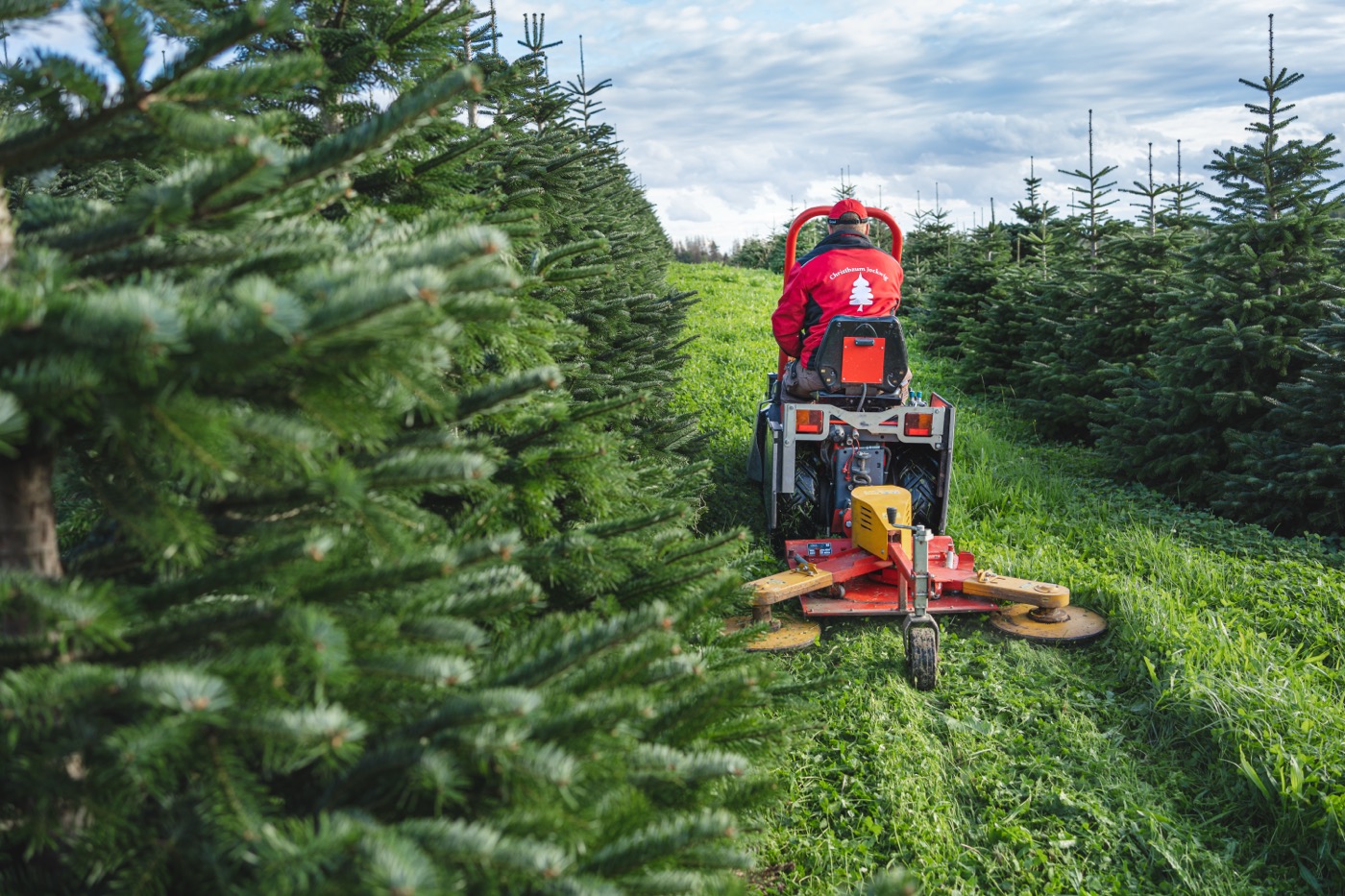 Pflege der Christbaumkultur mit dem Mäher