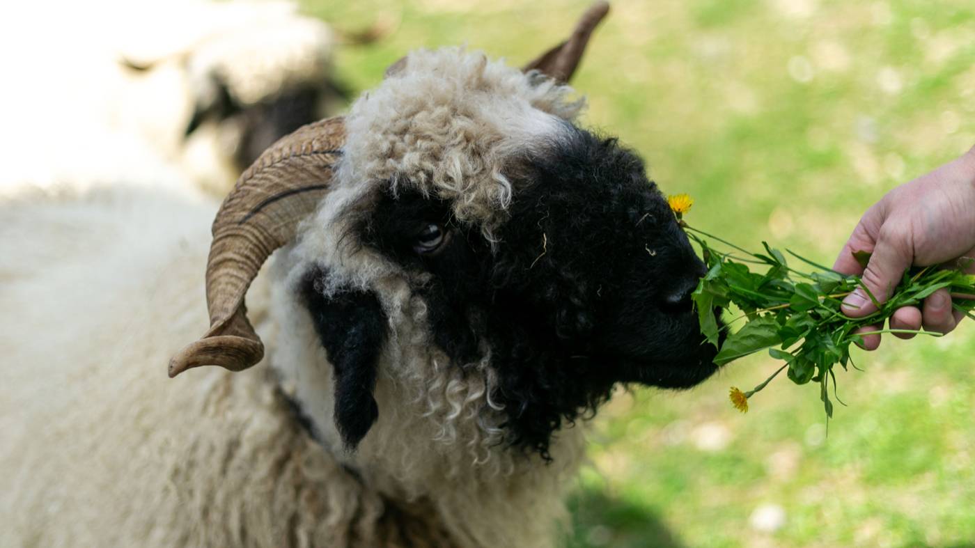 Schaf wird mit Löwenzahn gefüttert