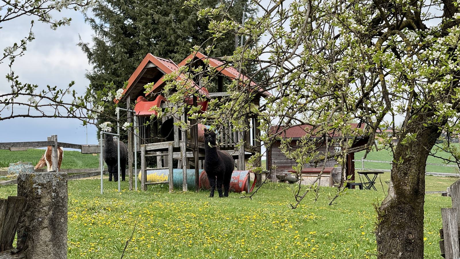 Alpakas am Spielplatz auf dem Ritzer Hof