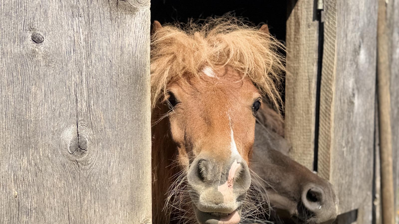 Pony schaut aus der Stalltür auf dem Ritzer Hof